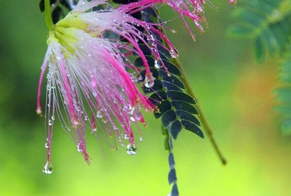 合欢雨